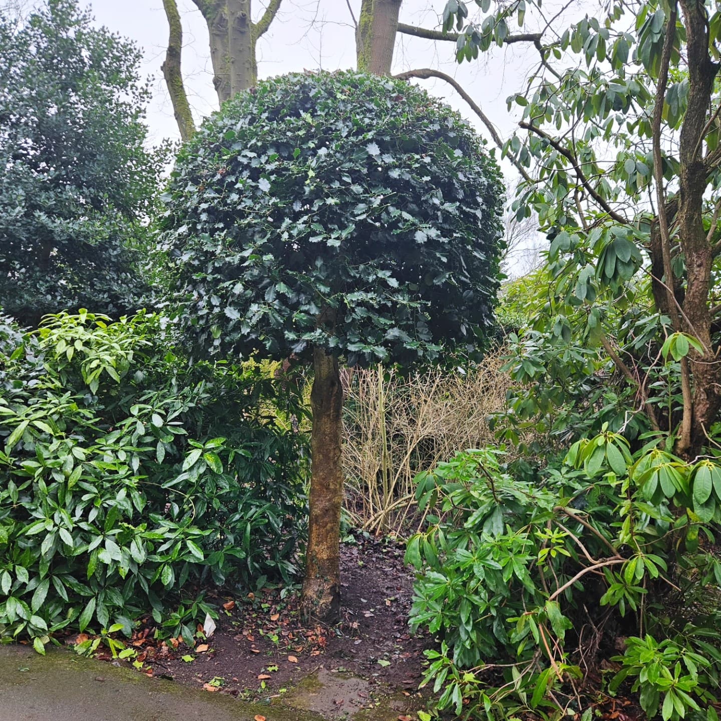Topiary after reshaping work in a domestic garden