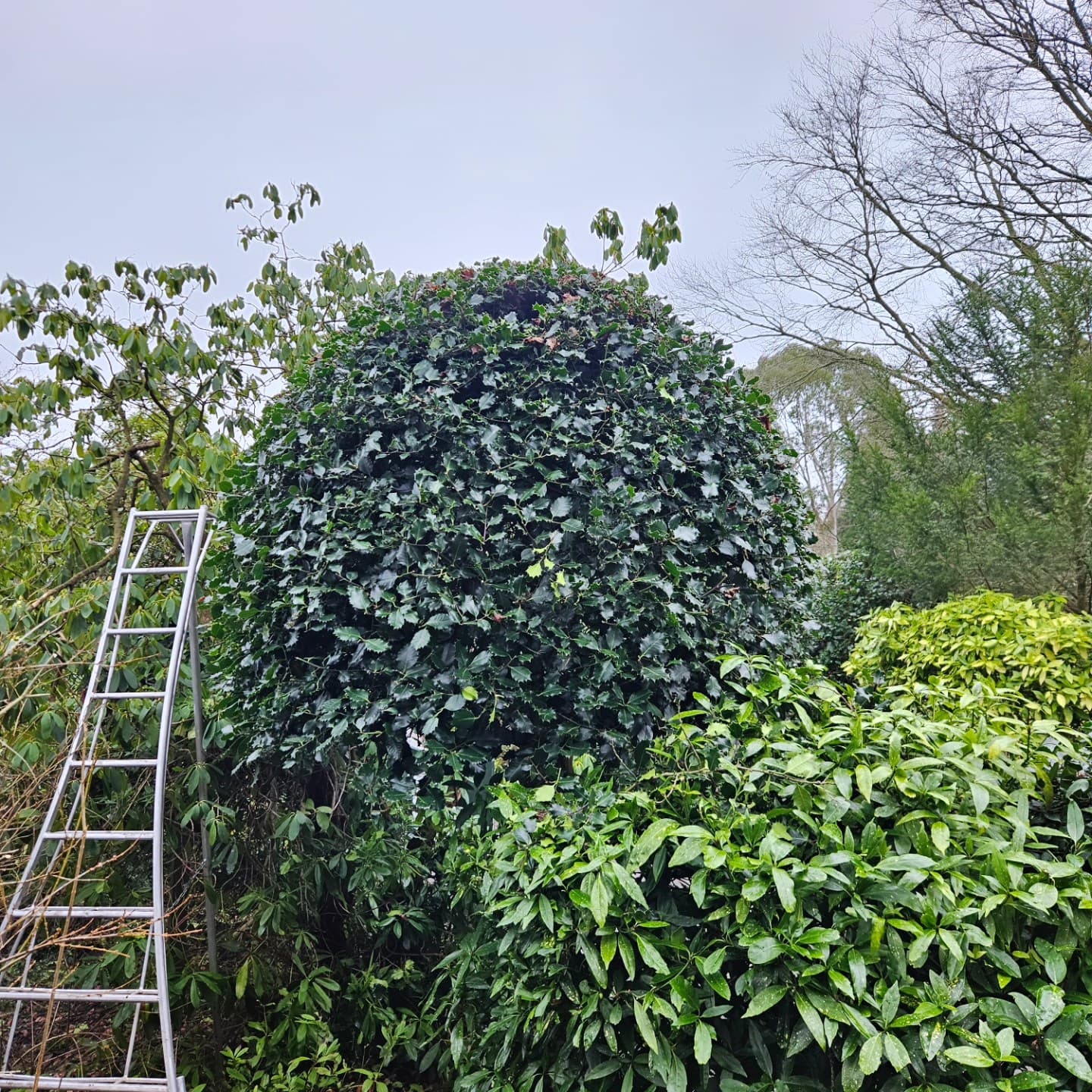Topiary before reshaping work in a domestic garden